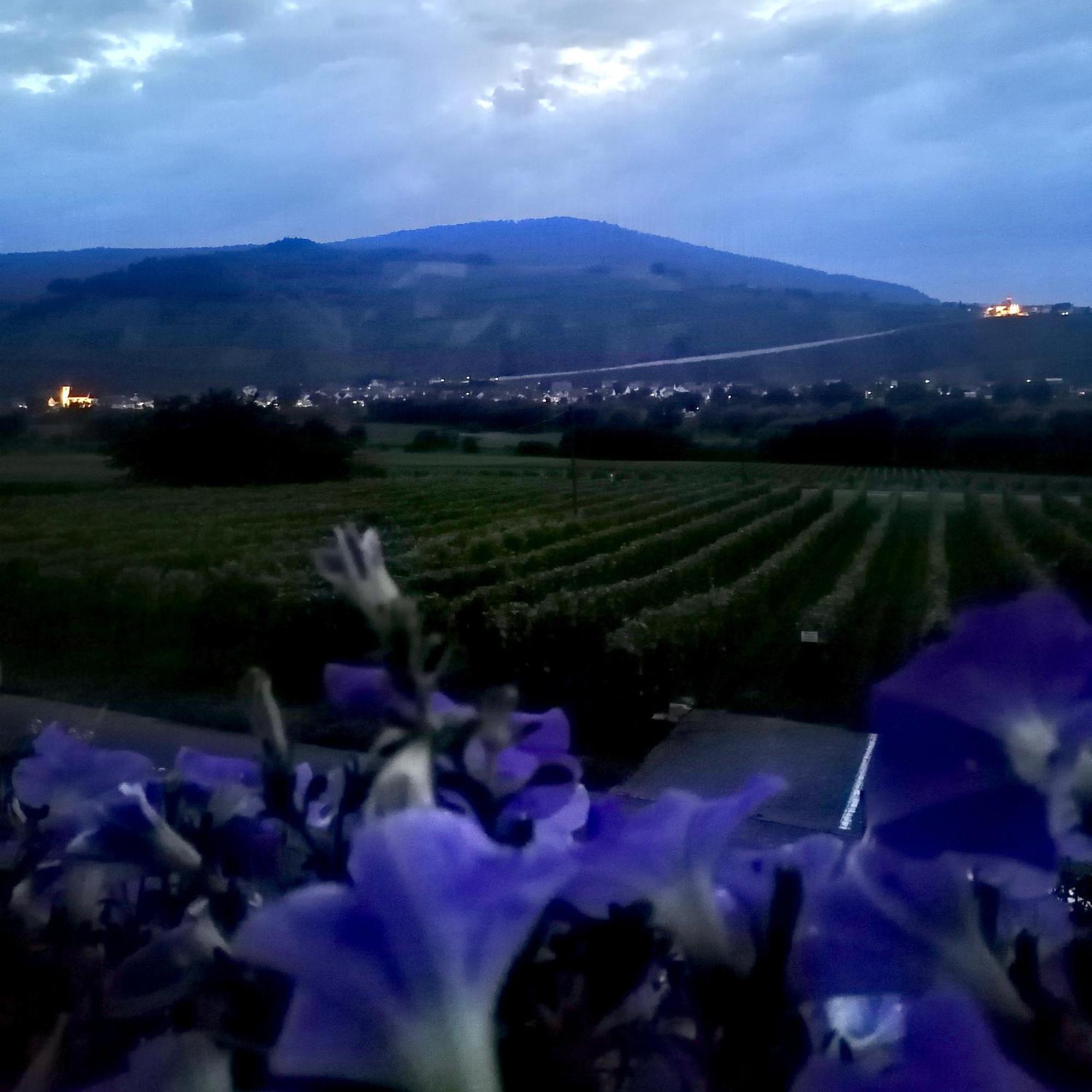 Bed and Breakfast Weingut Tiliahof Браунеберг Экстерьер фото